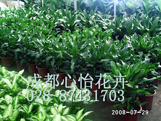 成都綠植租賃成品